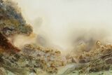 Polished Petrified Candlewood Slab - Indonesia #163655-2